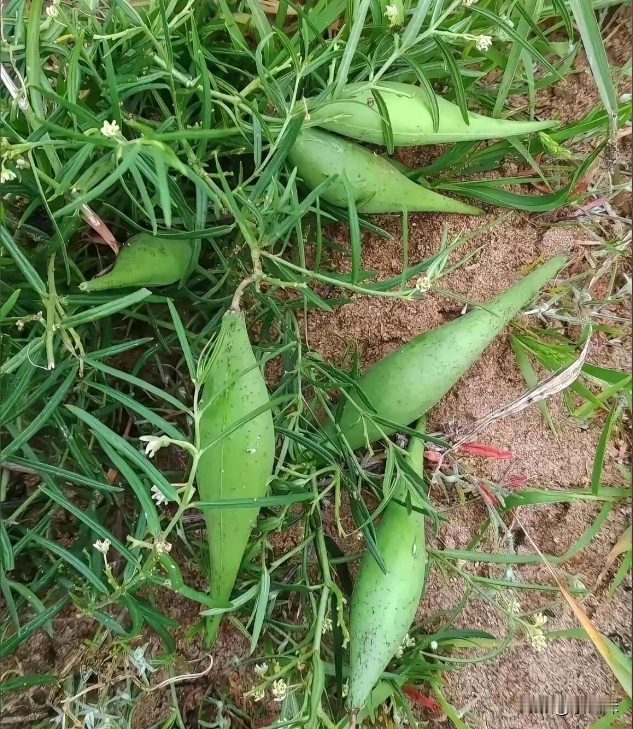 这东西可以吃吗，有没有认识的？