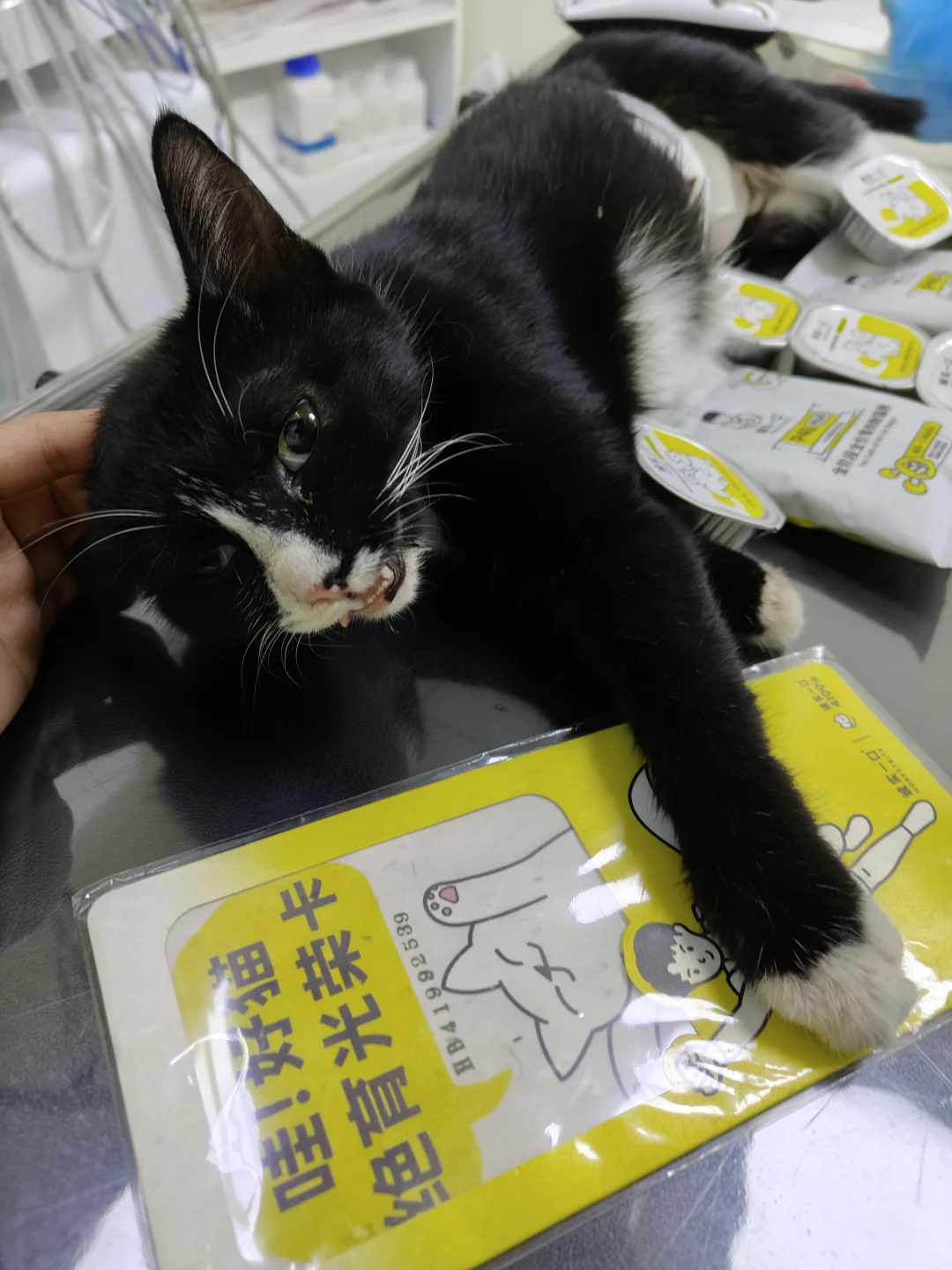 注意看！这只猫名叫吓一跳！