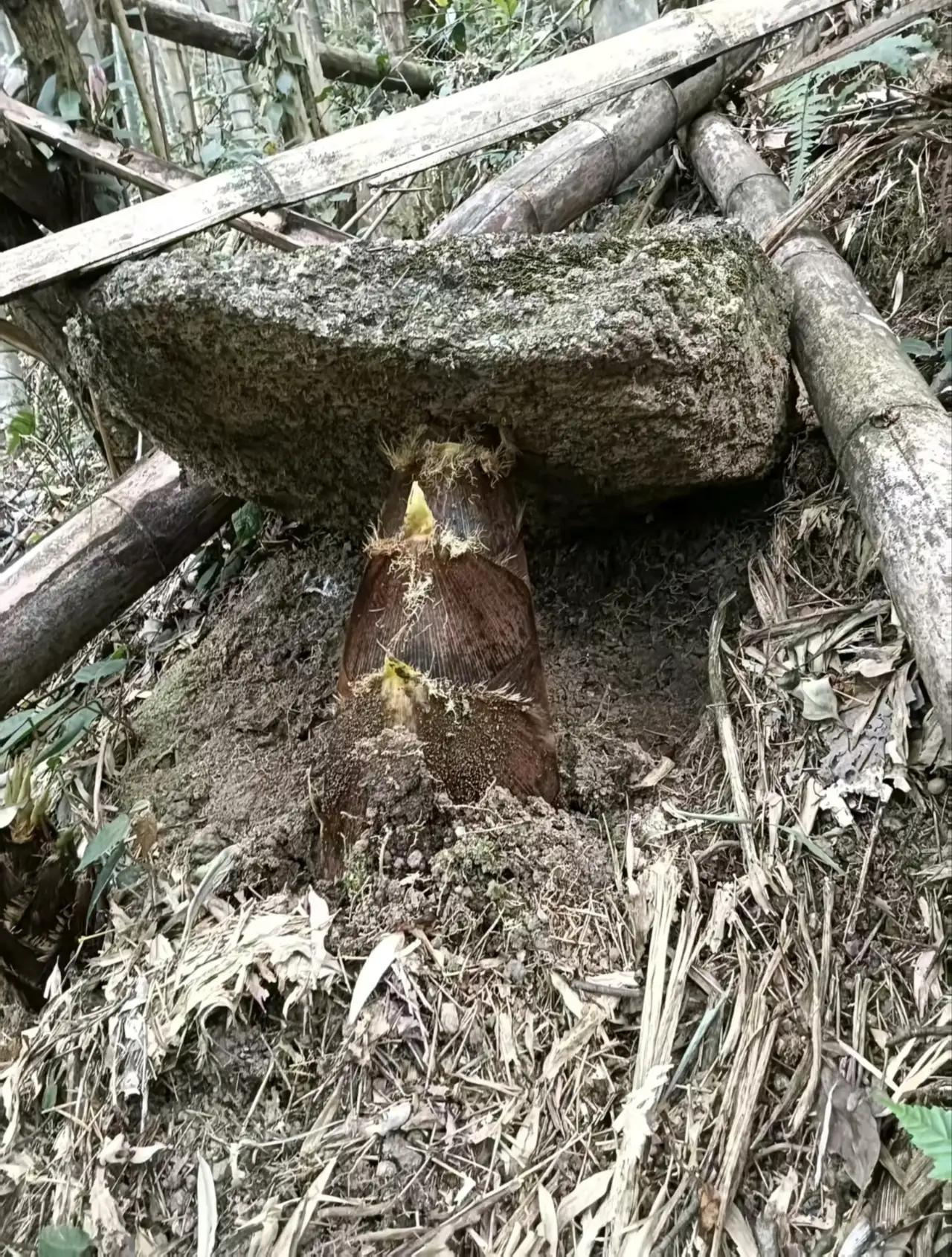 《石隙笋吟》

枫林红叶

石缝深埋志未休，

一朝破土破层囚。

源泉赋予无穷
