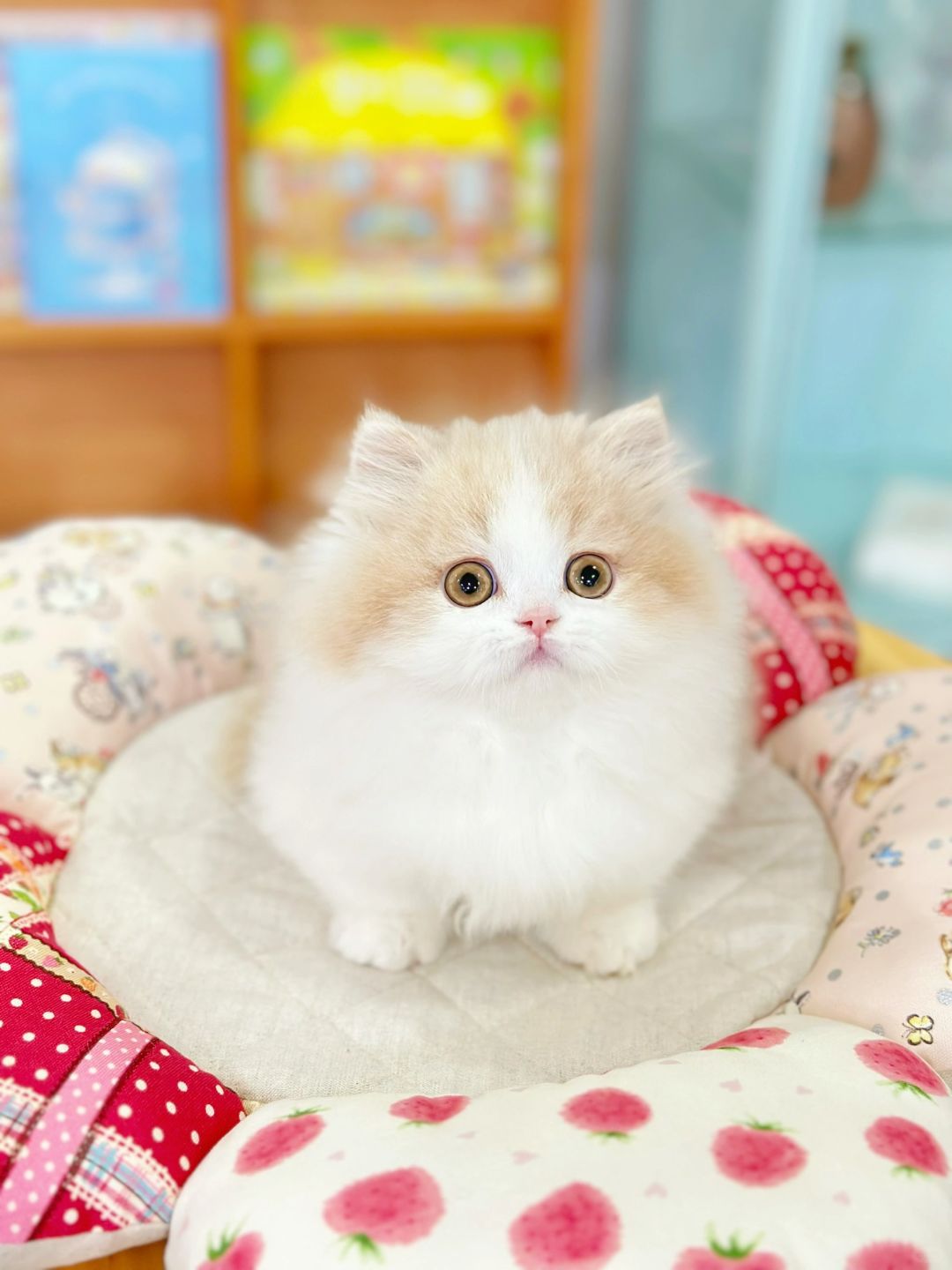 这么萌的床搭子！乳白米努特矮脚猫