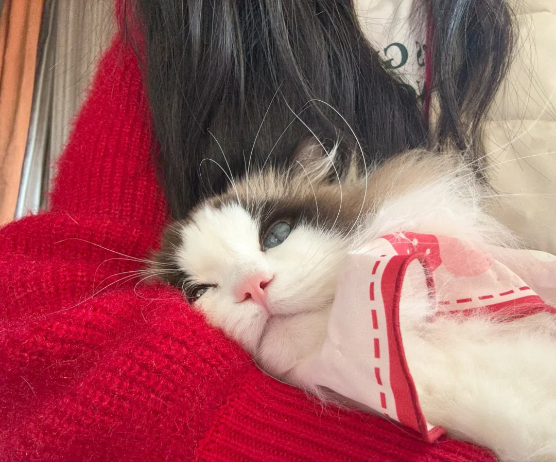 贴贴！抱抱！！