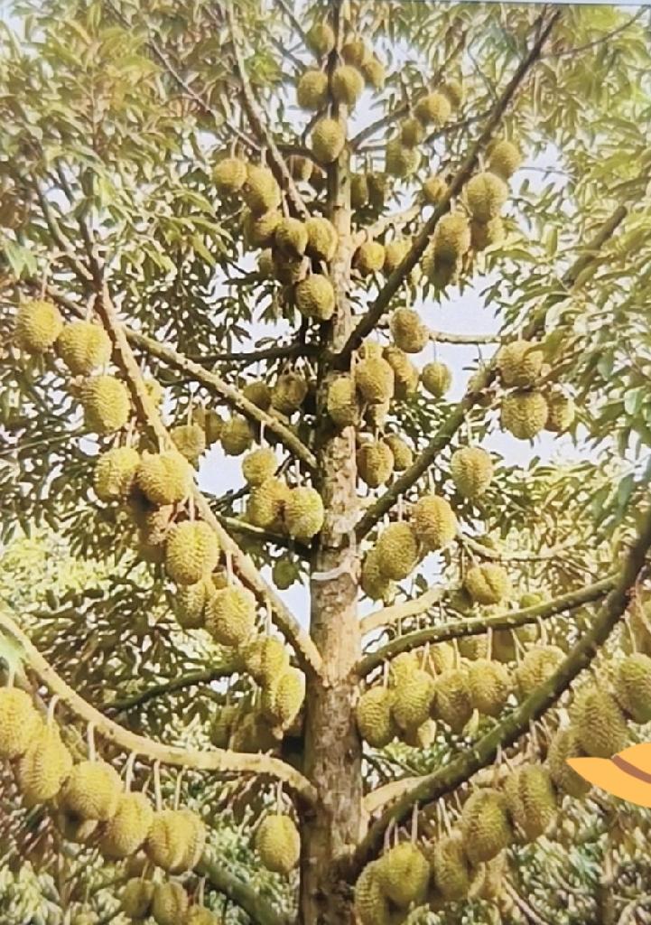 朋友旅游拍的榴莲树，看着也太震撼了！树又大，还挂满了榴莲。我就纳闷了，既然树上能