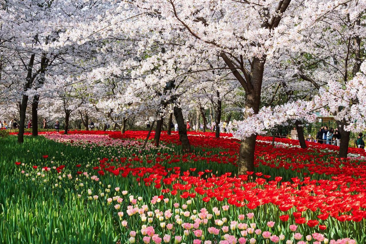 武汉东湖樱花园。武汉东湖樱花园