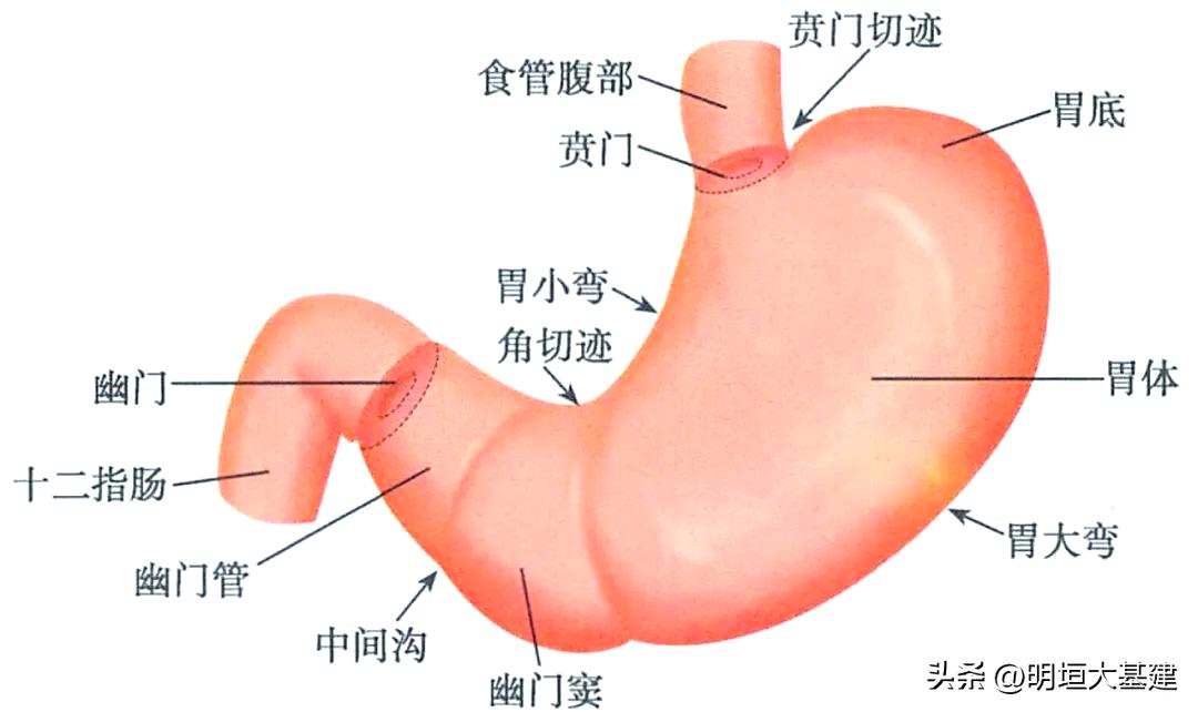 胃镜报告拿在手里，上面写着“胃窦小弯”“胃体大弯”……我懵了！居然不知道胃的构造