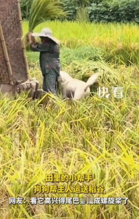 太有爱了！”四川，一户农家迎来水稻收获季，田间忙碌的不只是主人，还有家里那只小狗