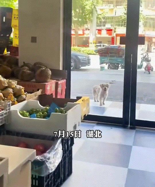 湖北黄冈，一家水果店门口来了一只流浪狗，因当天天气炎热，狗子则在店门口吐着舌头，