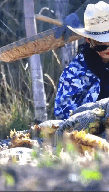 李沁到哪儿都得干农活 看来在哪里都逃不过干农活的命运，不过我觉得这样的李沁更接地