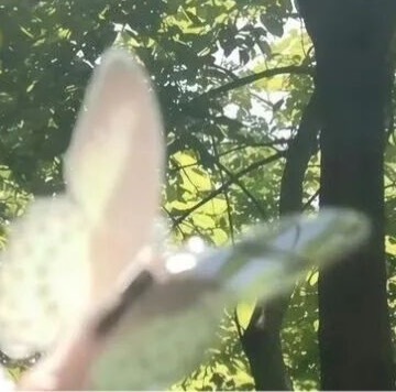 0800商山早行温庭筠晨起动征译，客行悲故乡。鸡声茅店月，人迹板桥霜。槲叶落山路
