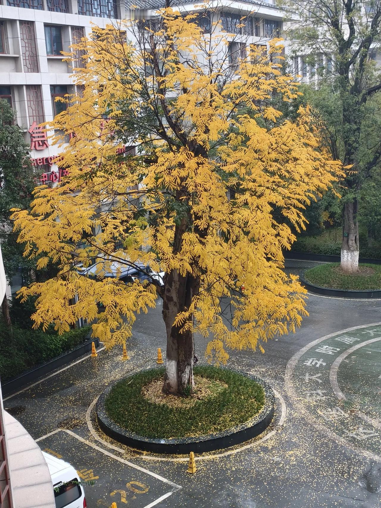 怜悯大树
       ——南木子
足医急诊有棵树，
叶黄细长已渐枯。
雨雪飞过