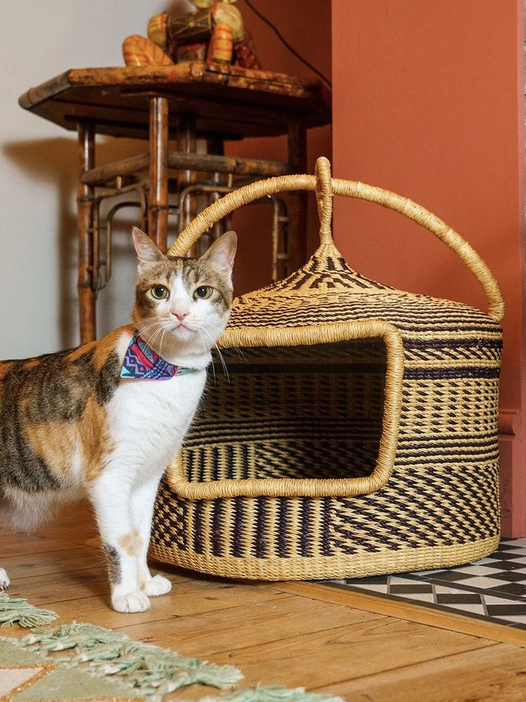 ✨上新｜快看，谁家的篮子里长猫了🐈