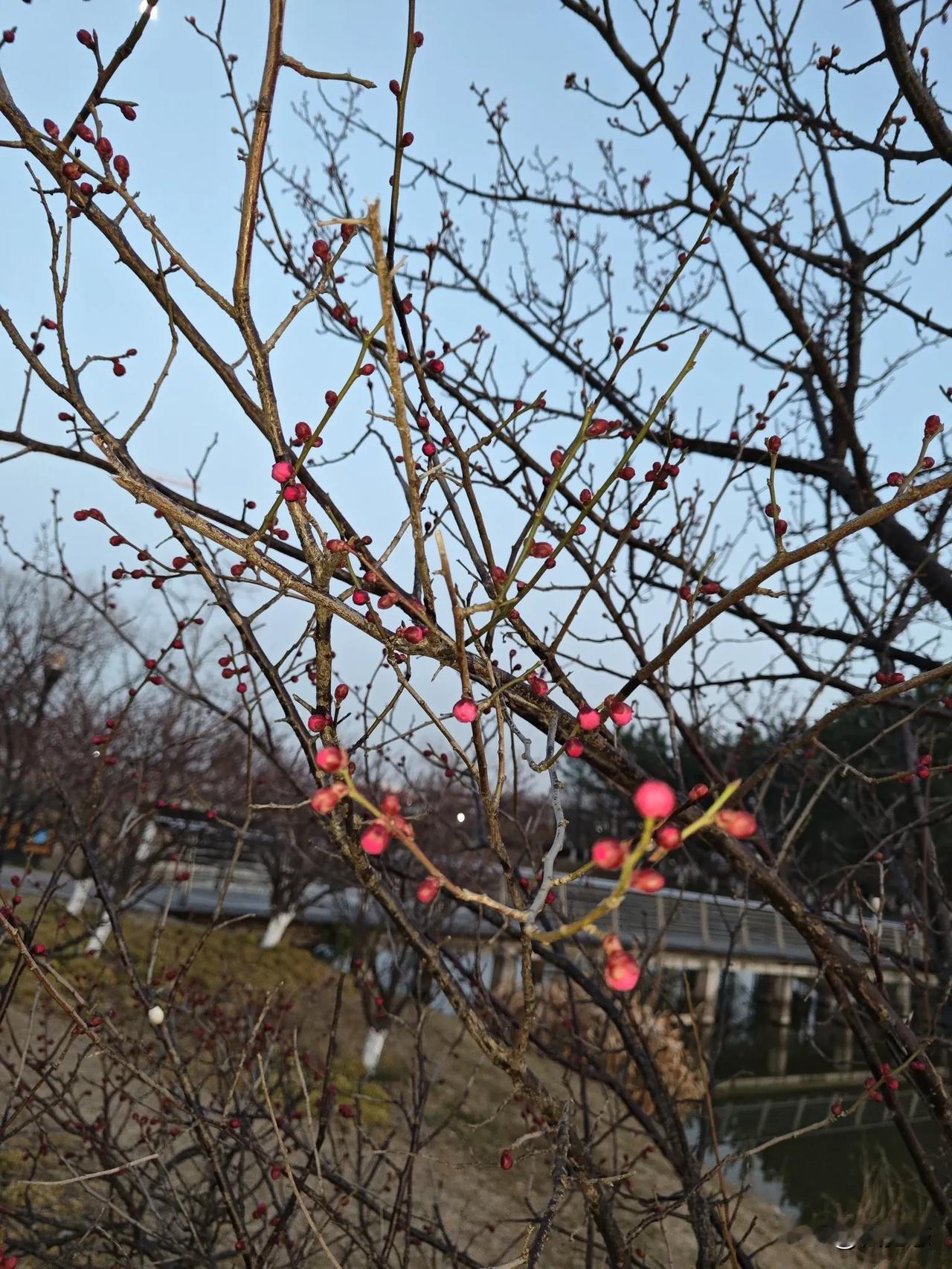 红色花枝