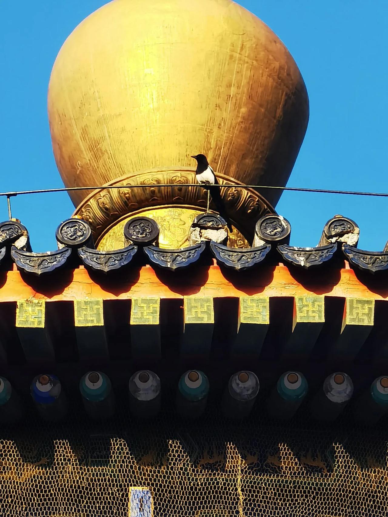 天坛神秘访客~