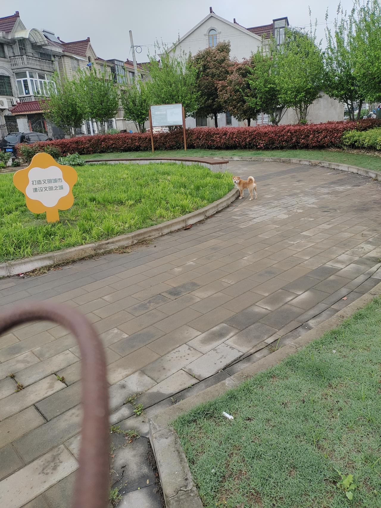 早上起来
第一件事就是溜小狗狗，先是来到小区里的小广场。