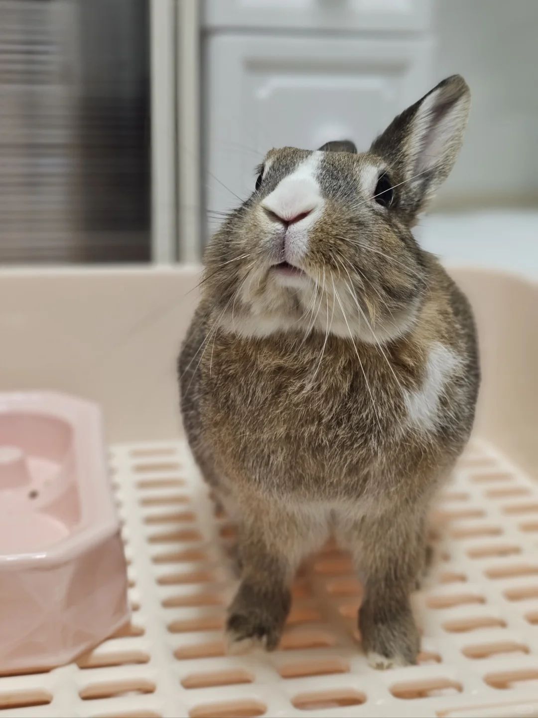 栗子:你怎么还不摸头！