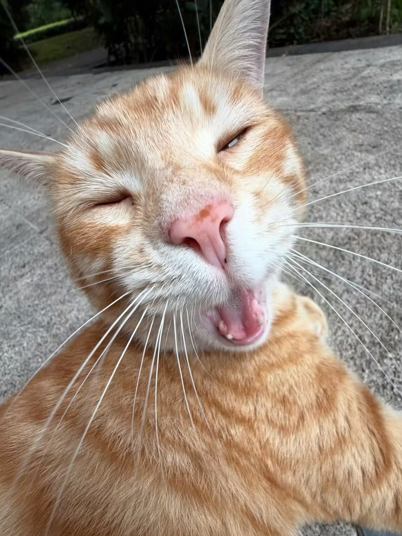苹果实况你要毁了小猫啊哈哈哈对不起咪我要绷不住了好逗啊