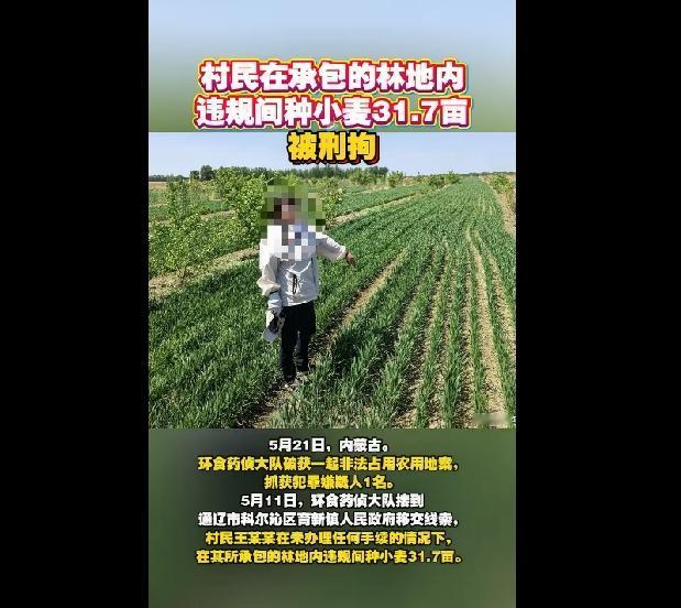 村民在其承包的林地内间种小麦被刑拘？如果仅仅是间种小麦就违规并因此被刑拘，怎么看