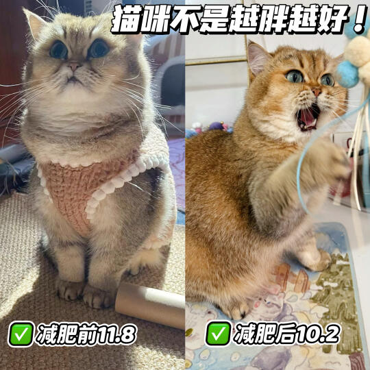 猫咪减肥热量摄入该怎么计算！