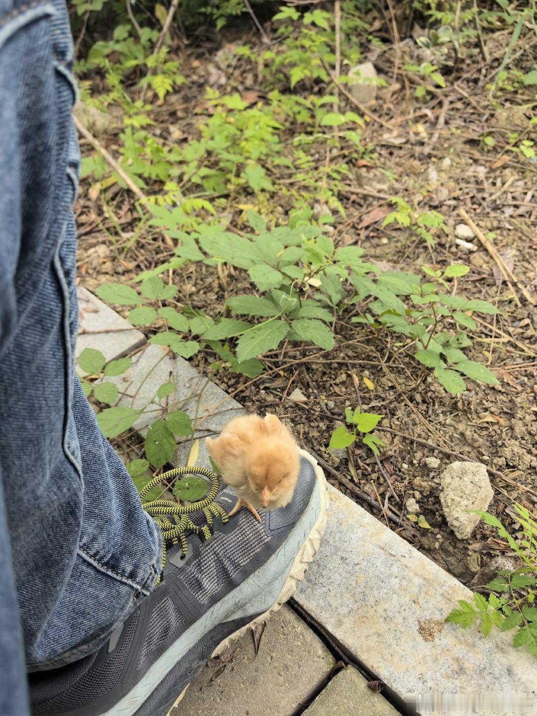 脚上的小鸡仔…… 