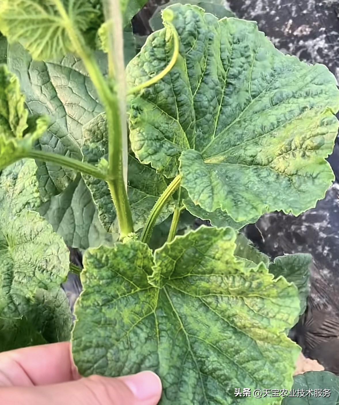 喷洒除草剂时要注意什么情况? 除草剂是农田除草的常用农资，使用不当极易引发药害、