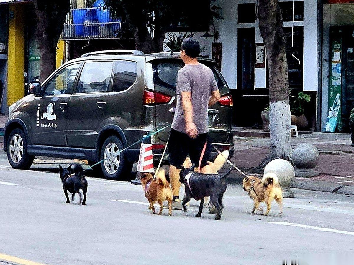 南充文峰街，一个男的，一个人，硬是拽着四条狗。
绳子在他手里拧成了一股麻花，四颗
