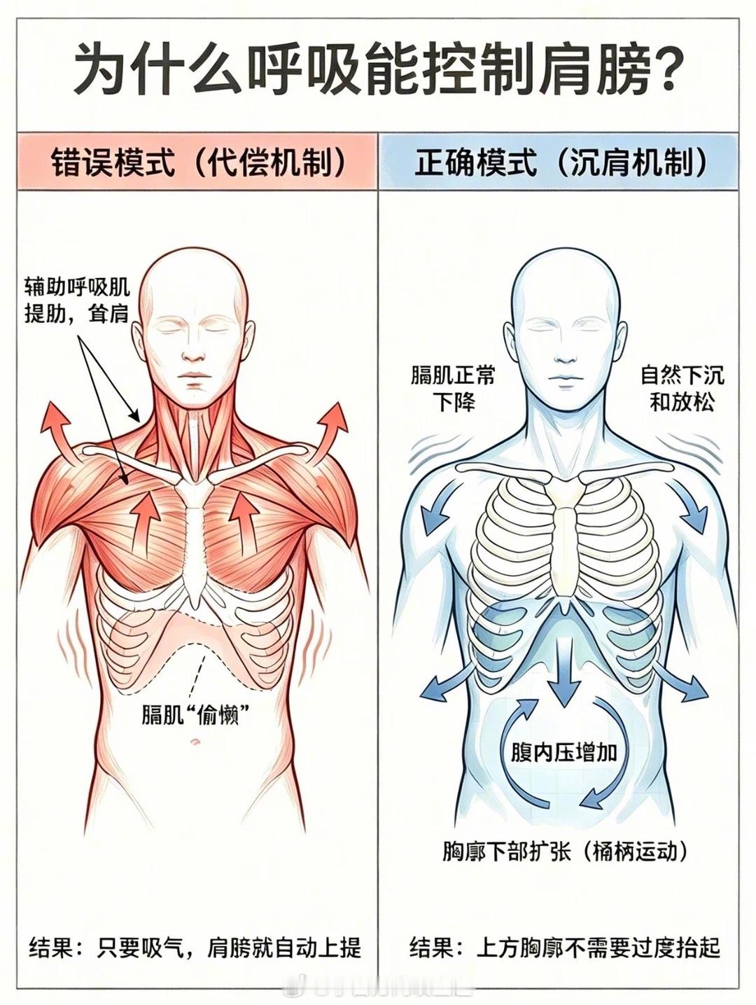 为什么你不会不自觉耸肩？日常总不自觉抬起肩膀，肩颈僵硬、头疼、圆头驼背，这些体态