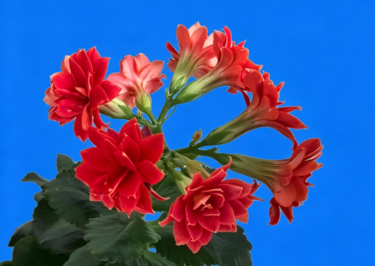 惊艳的红色花朵，绽放出生命的美丽！🌹💐🌸