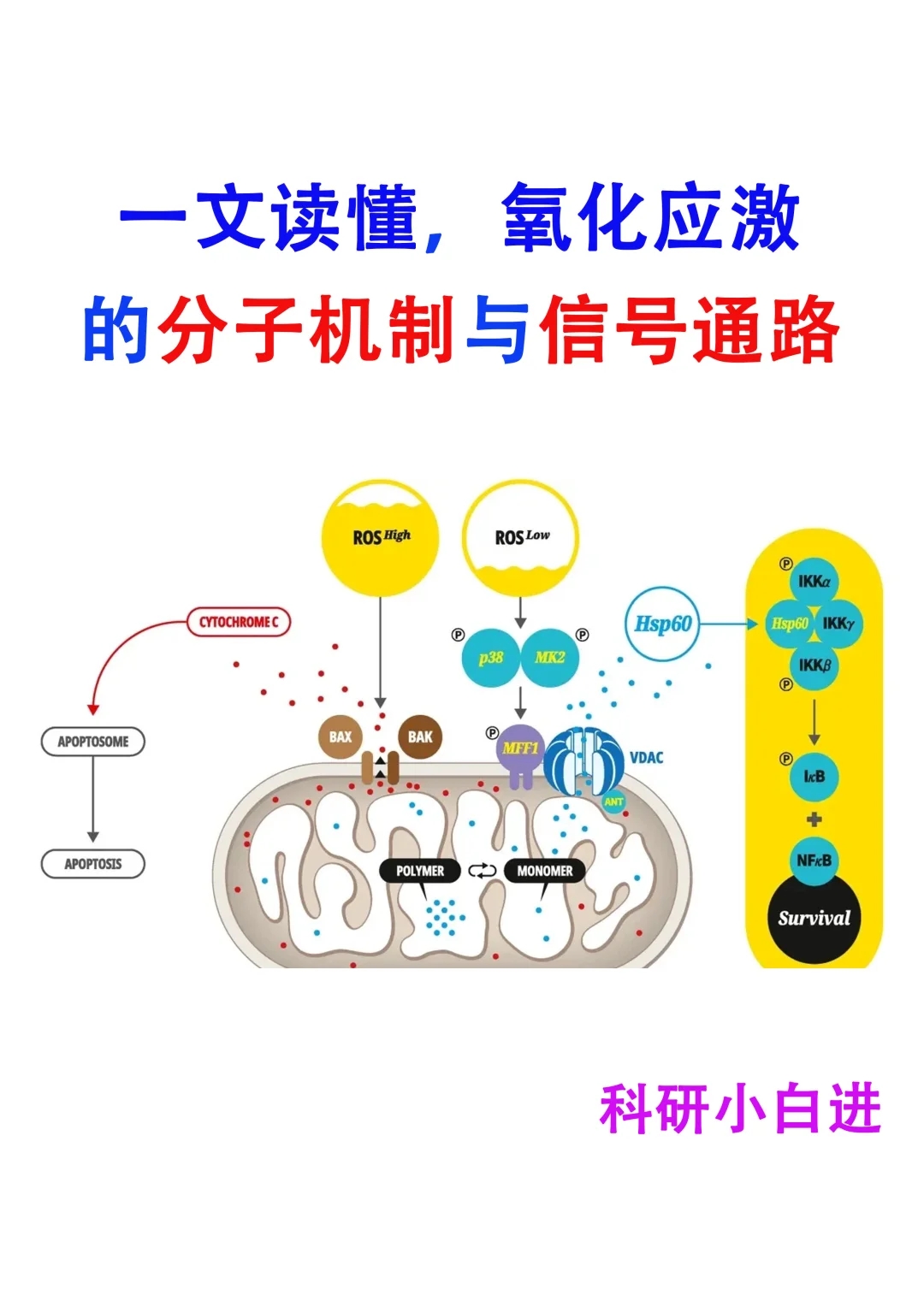 🔥一文读懂，氧化应激的分子机制与信号通路