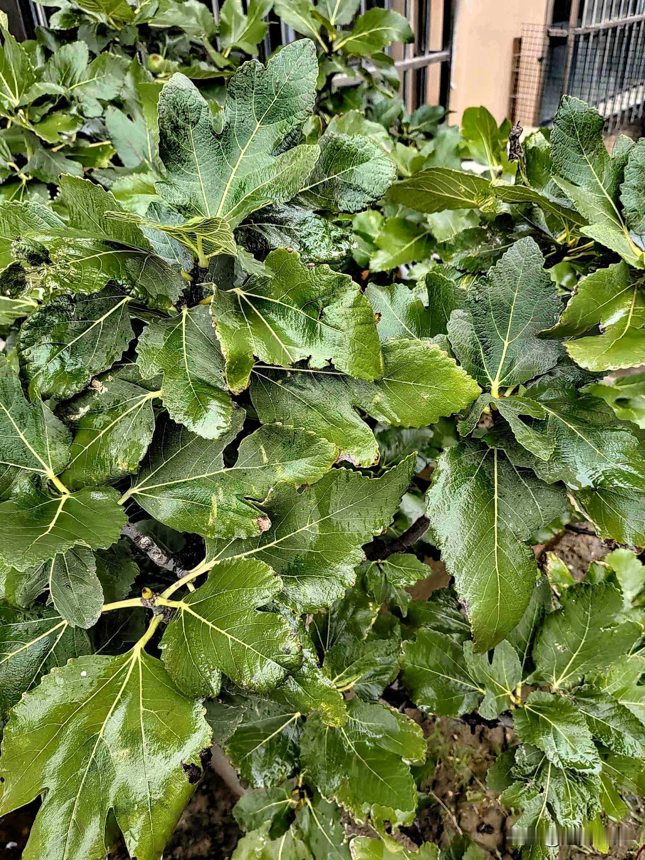 我的今日状态：😁轻松愉快
我这里的天气：🌧下雨

今天的天气空气质量不好，有