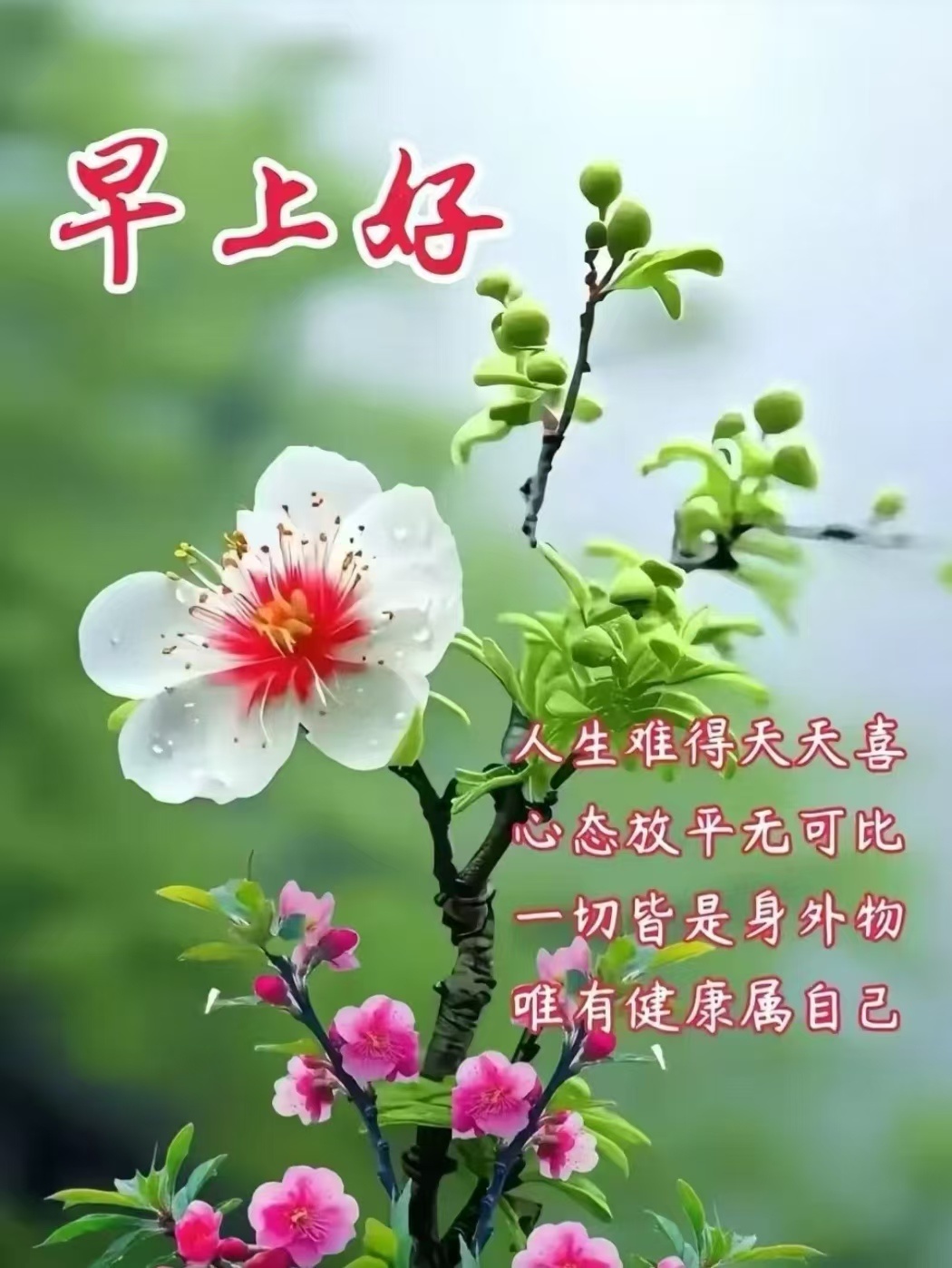 分享图片 