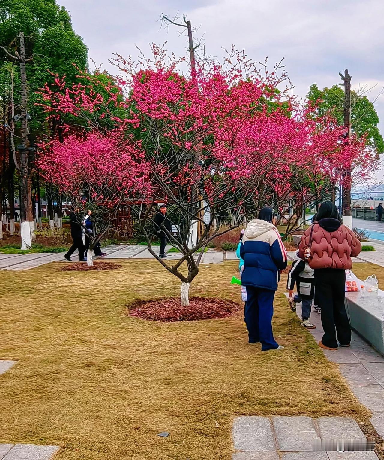 初春江南，万州区南滨公园红梅花竞相开放，红红的颜色婀娜多姿，太美了！