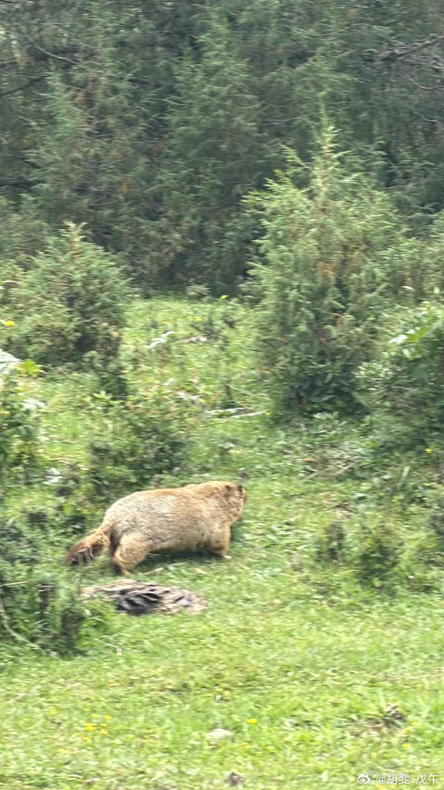 土拨鼠 