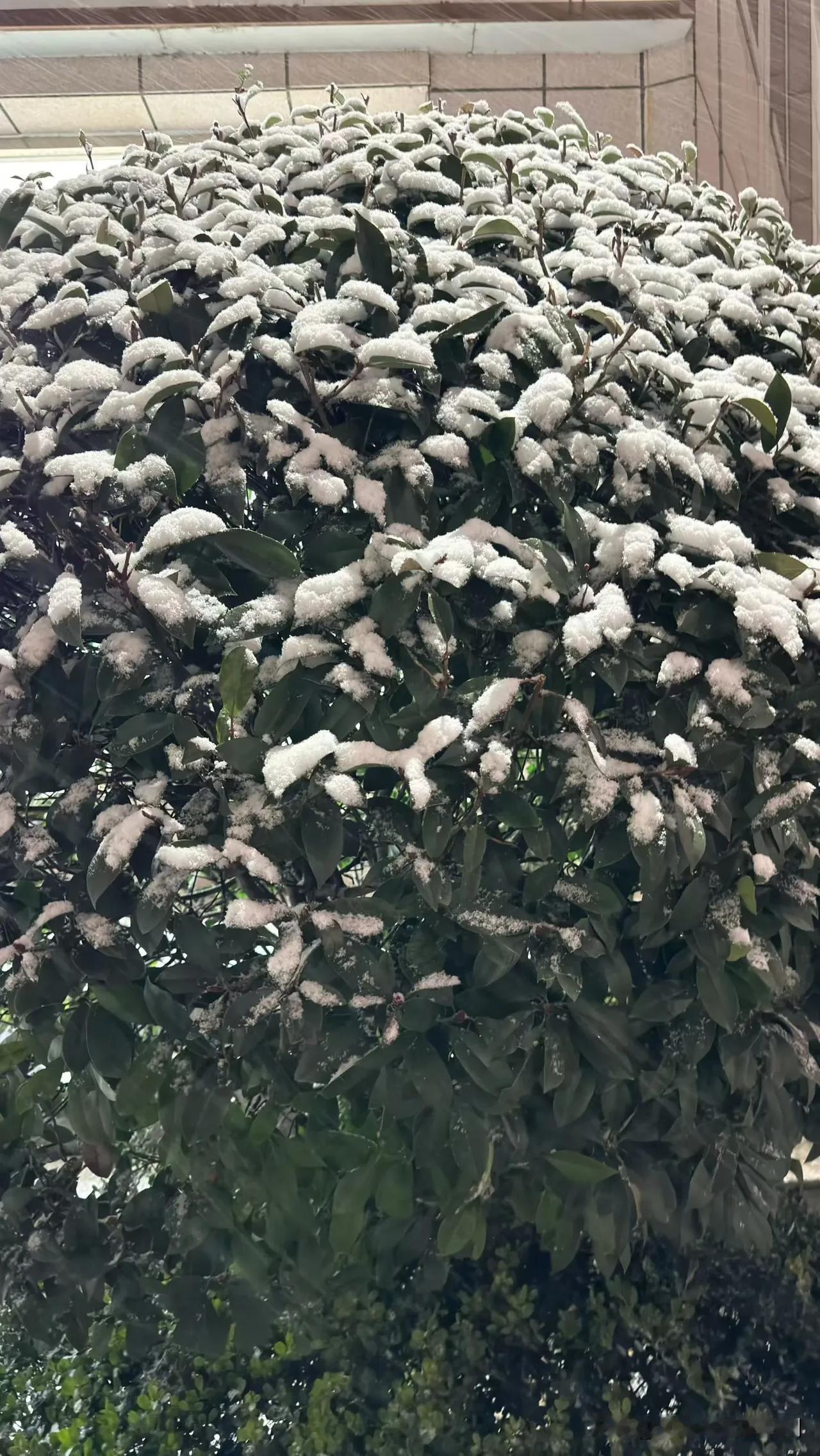 晒图笔记大赛2025年第一场雪如期而至，瑞雪兆丰年！