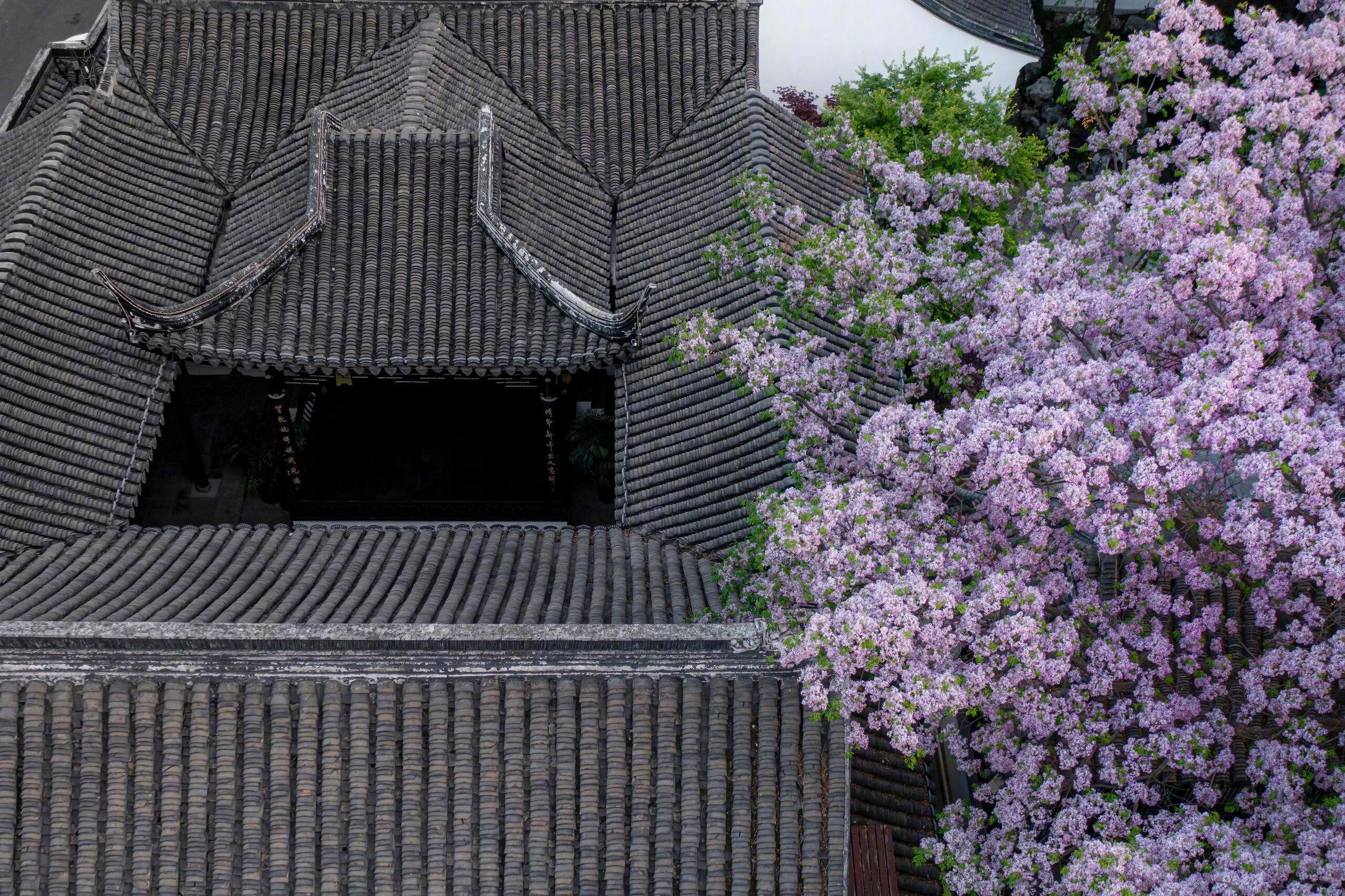 “苦楝开，花信终。” 