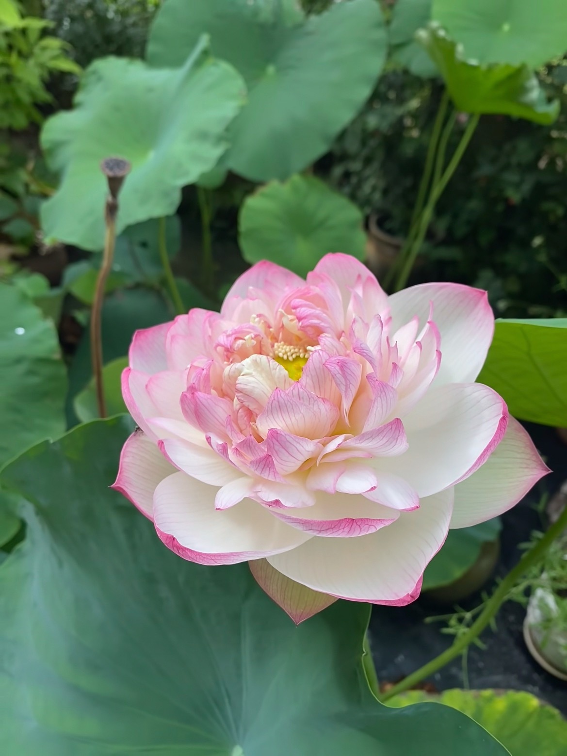 花开富贵来 