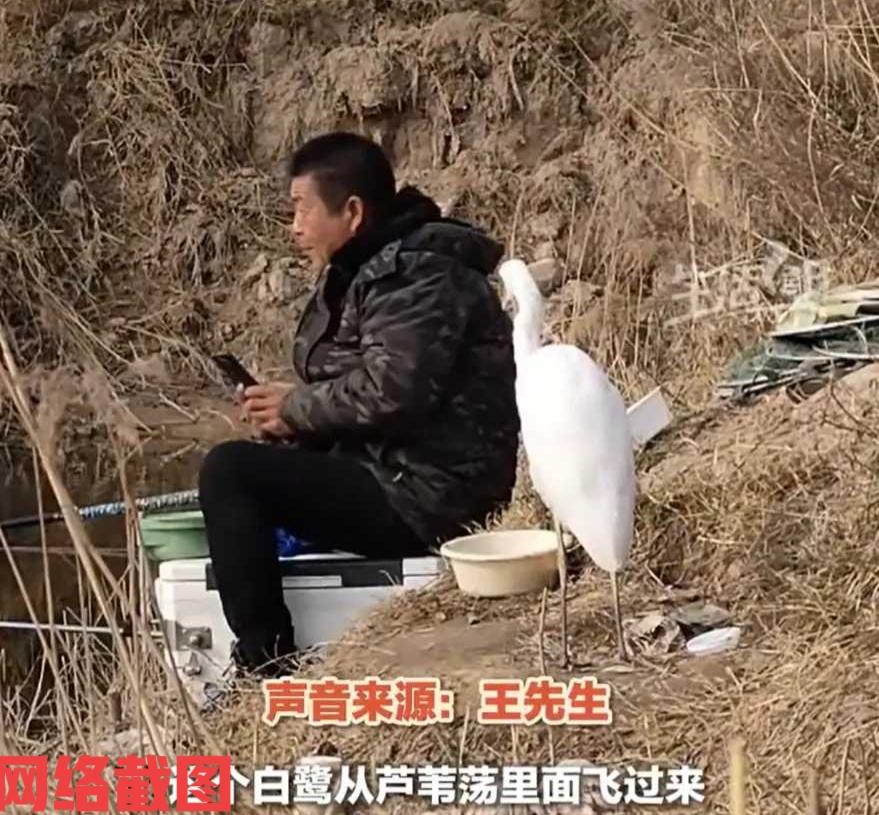 陕西有男子河边钓鱼。

看一旁还有白鹭相伴。

这副画面着实让人有点不可思议，感