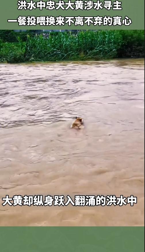 洪灾忠犬！大黄踏浪奔赴主人太戳心
 
你喂它一口饭，它倾尽全部真心，这只普通大黄