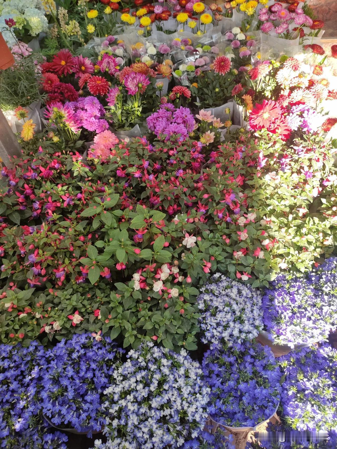 春日生活打卡季春天是花的世界[大笑]