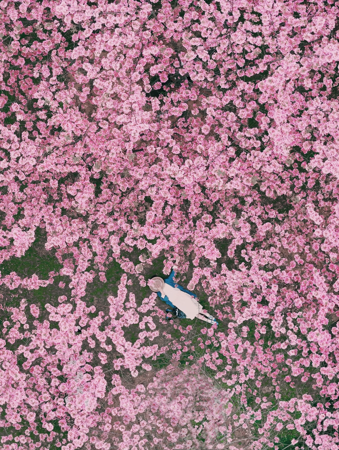 接下来的武汉，是一万次的春和景明🌸