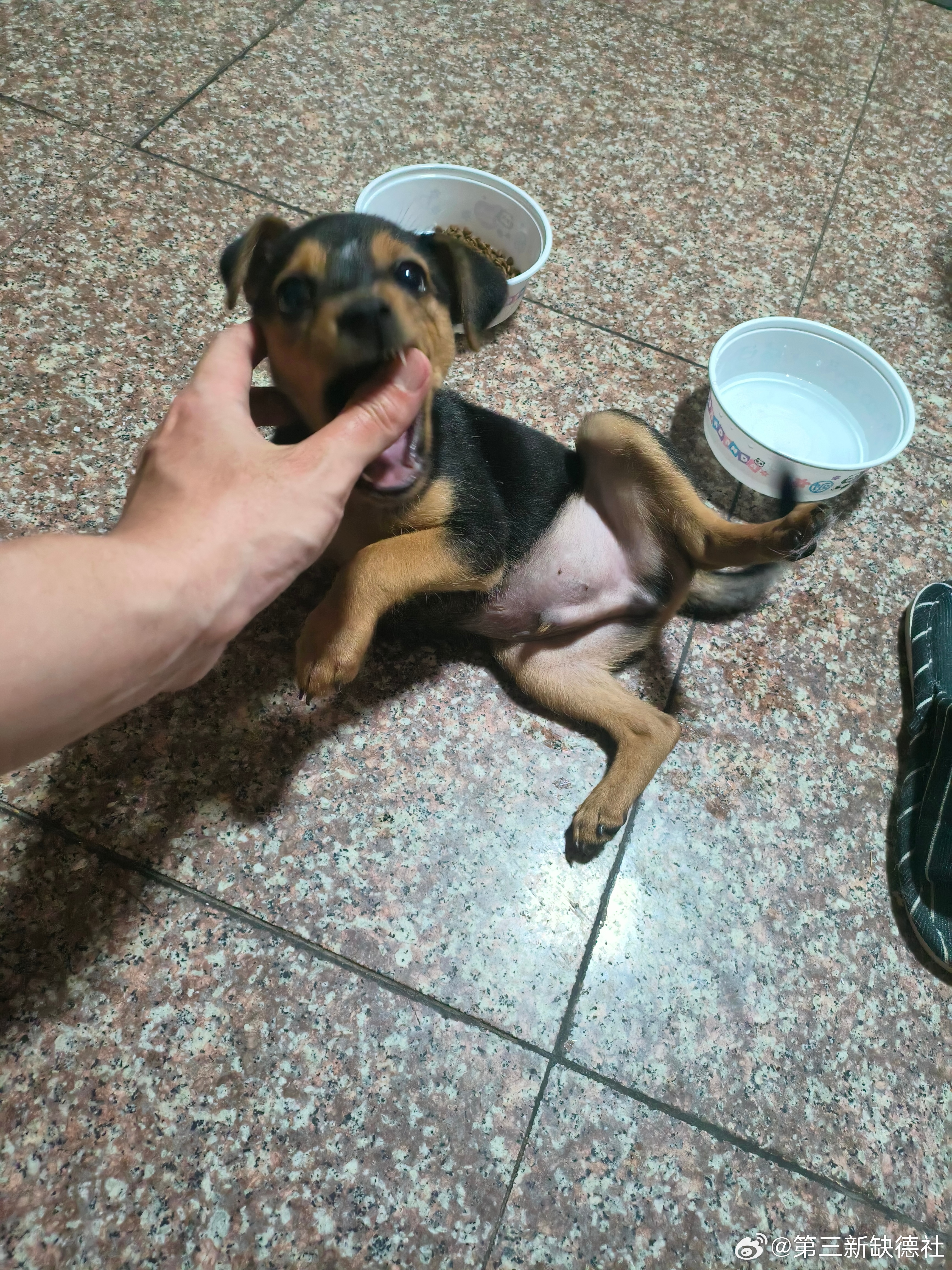 这是什么狗 