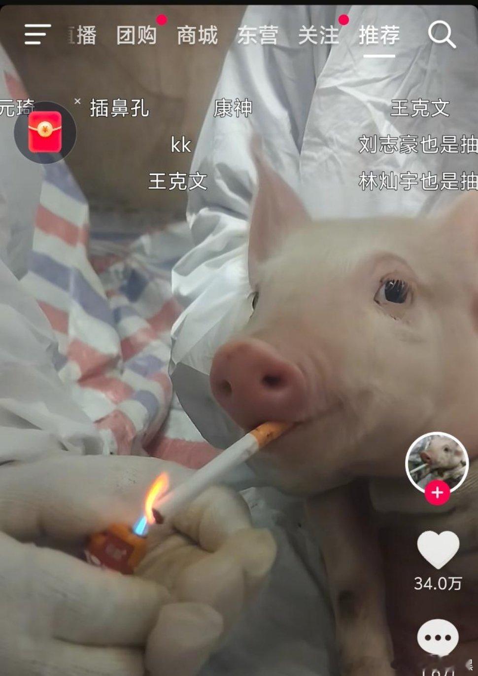 别虐待动物了行吗