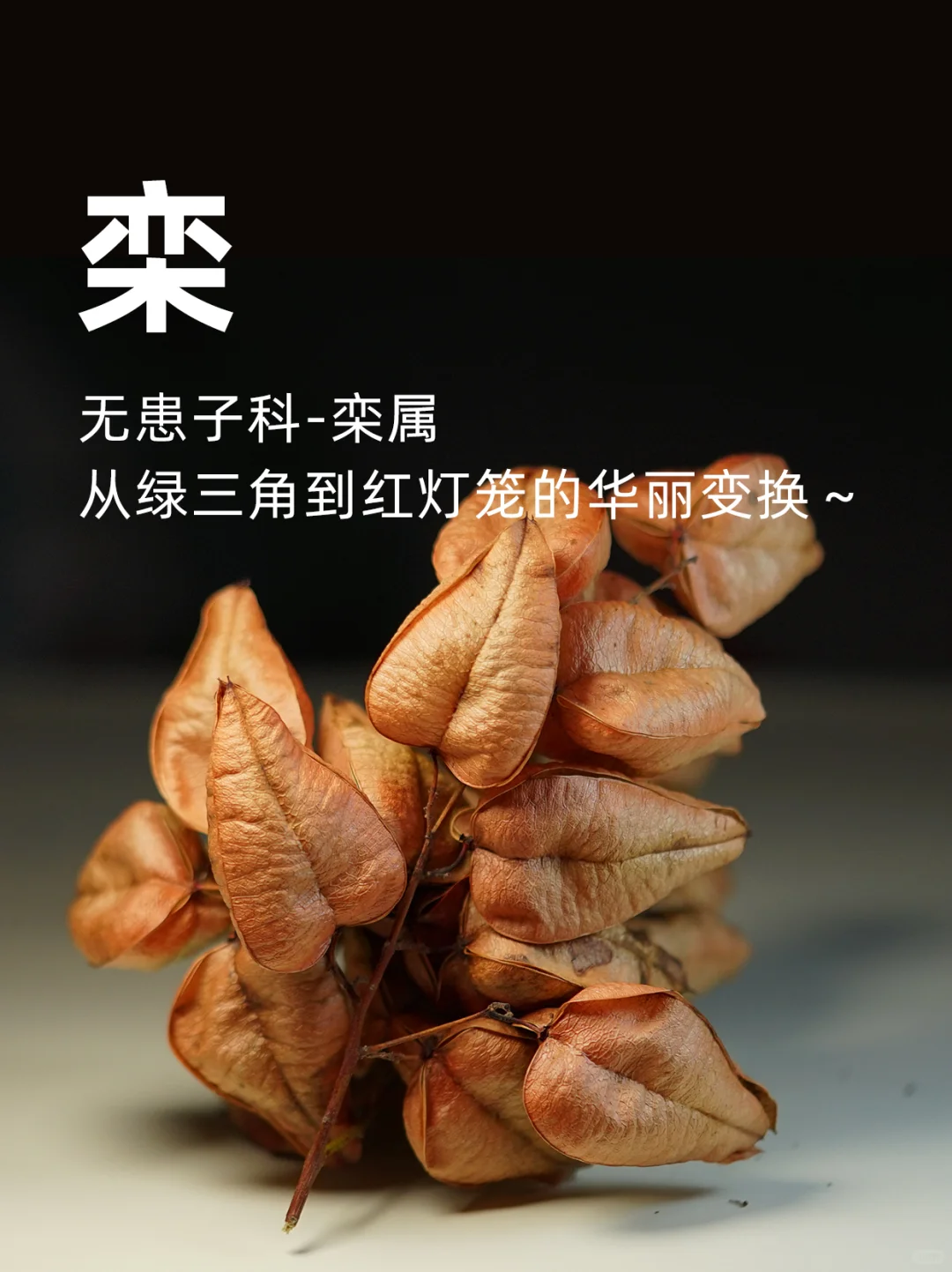 栾树：从‘绿三角’到‘红灯笼’的华丽变身！