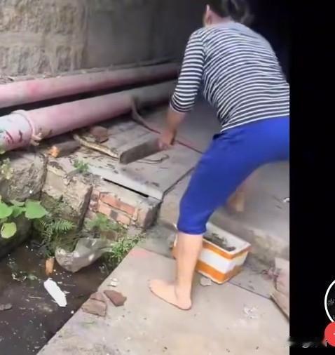大妈勇战大蛇，由此反思动物保护和放生，今天刷到一个大妈勇战大蛇的视频，只见她手拿