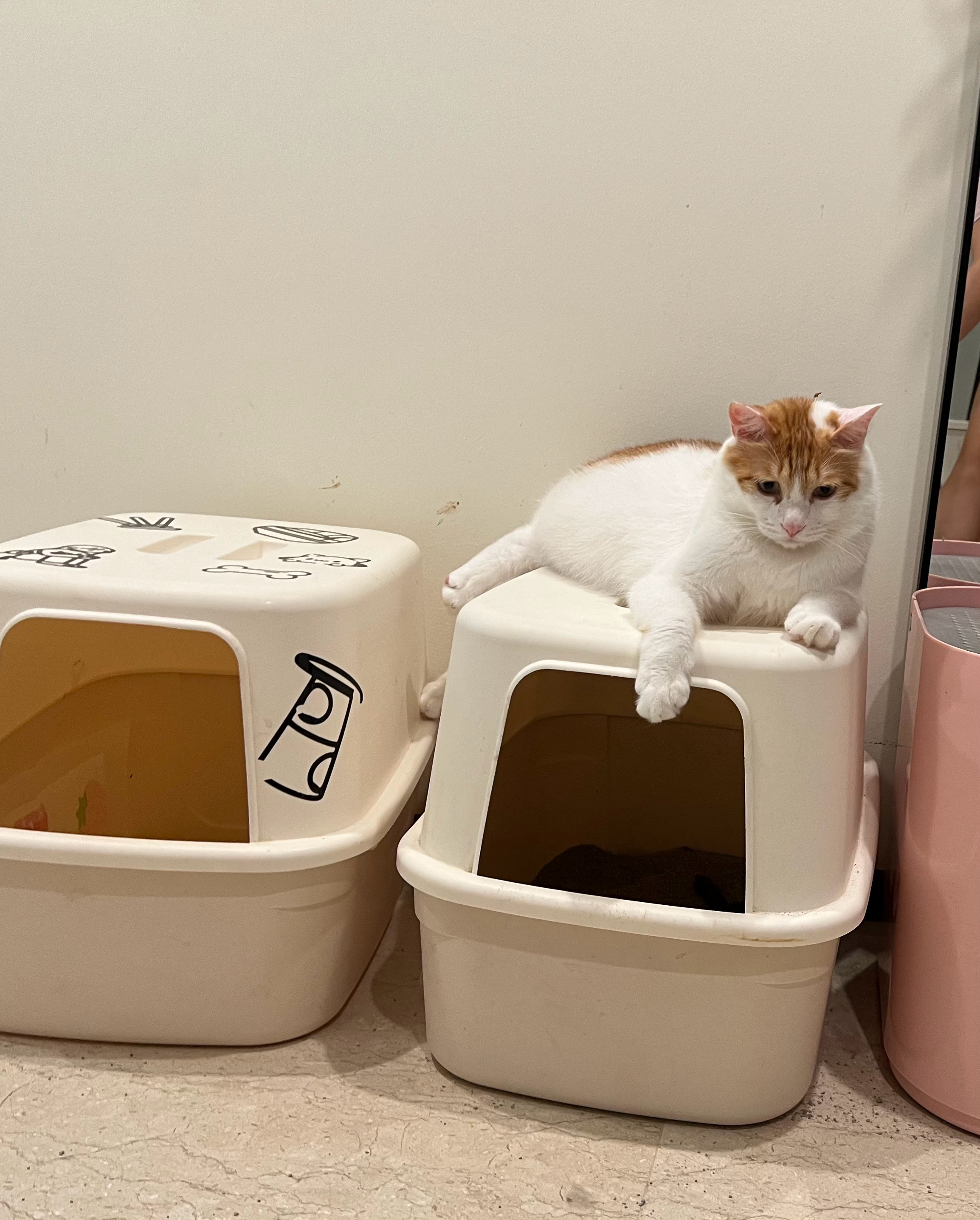 二楼猫砂盆付费使用  5毛一位  欢迎光临萌宠c位计划