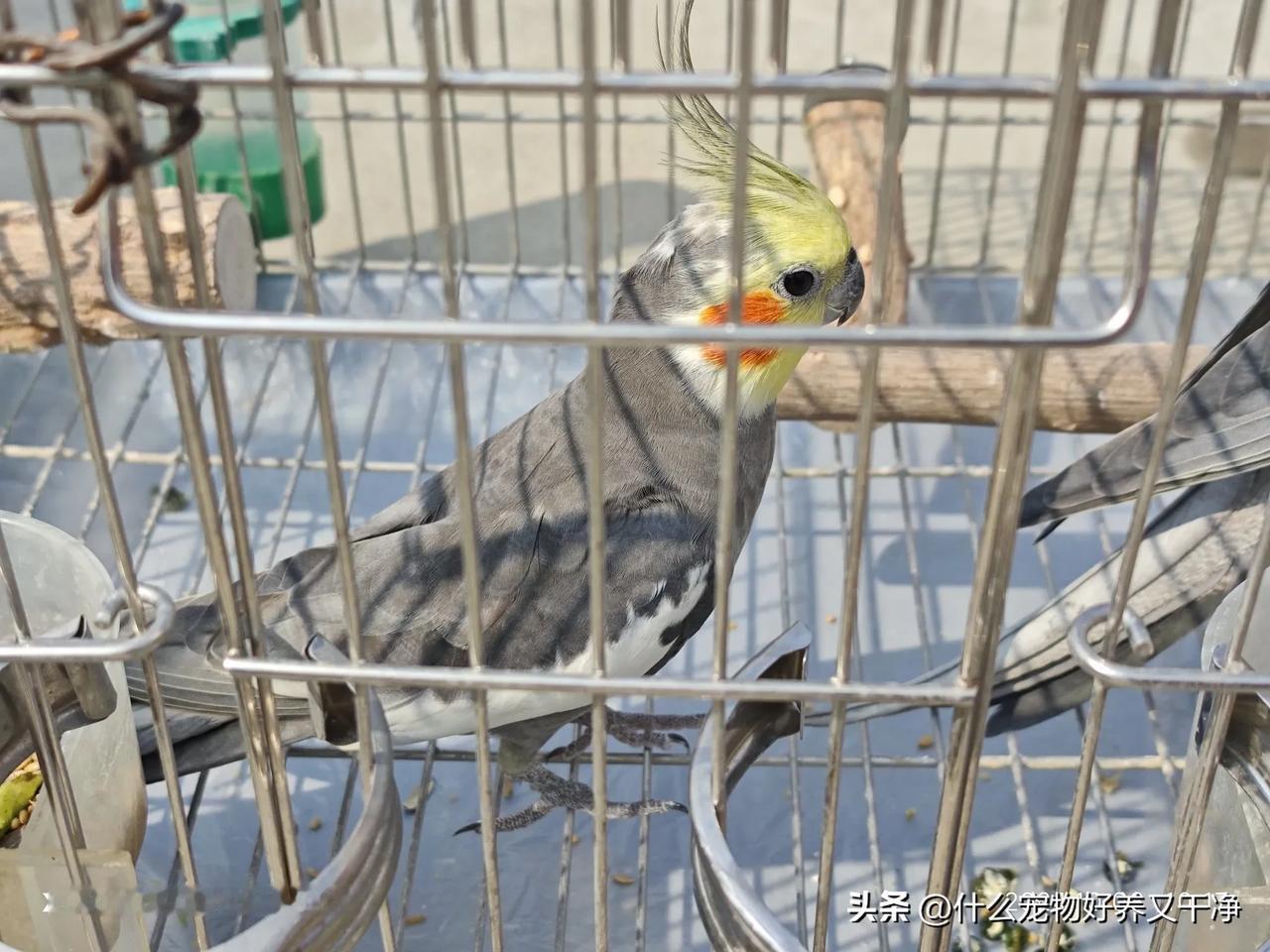 #秋日生活打卡季#养玄凤鹦鹉，平时让它晒太阳的时候，要注意猛禽有隼！