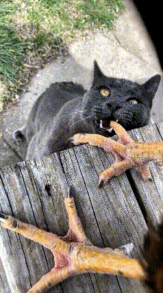 乖乖嘞！这黑猫胆子也太能装了，看着凶巴巴敢去啃公鸡爪子。
人家公鸡爪子一动，立马