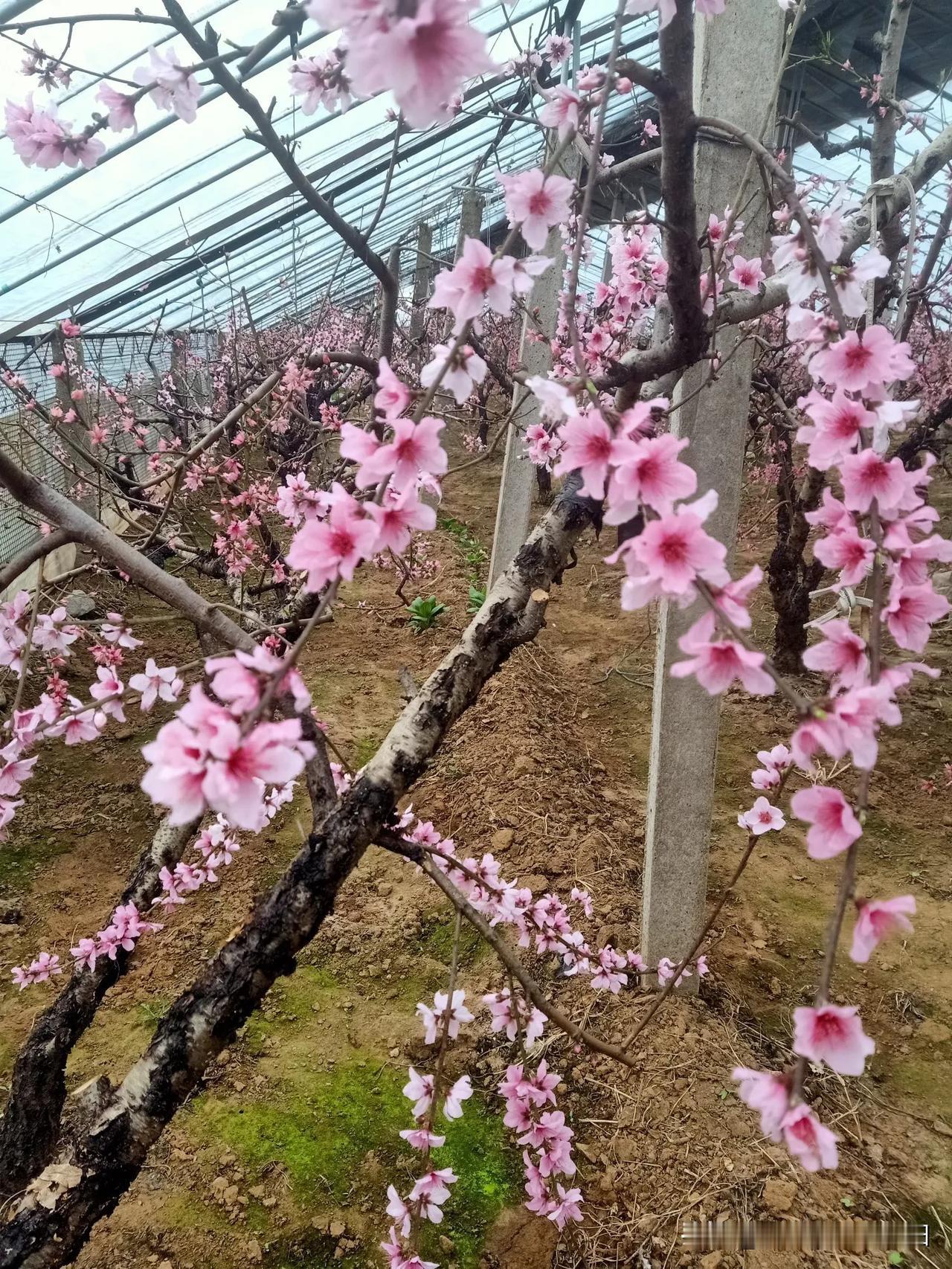 新年爱好打卡大年初七，开启上班模式！