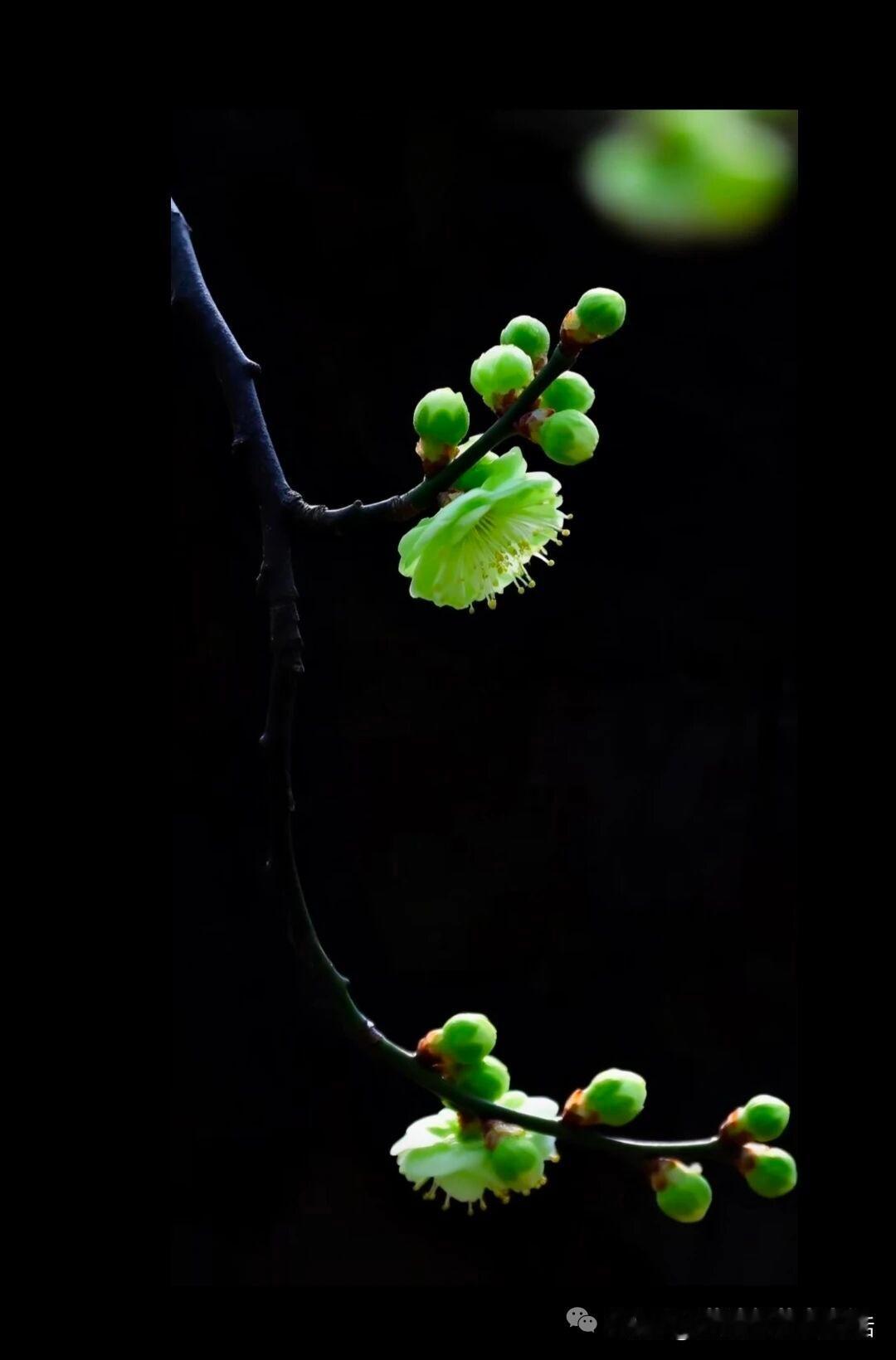 文学的生命力，极其强盛。因为她源自生存的需求，从《诗经》反映了周朝500年的历史