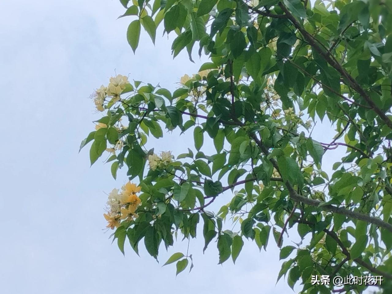 海滨公园今年竟然种了几棵鱼木，此时正值花期。
这是怎样奇妙的事情呢？
自从去年4