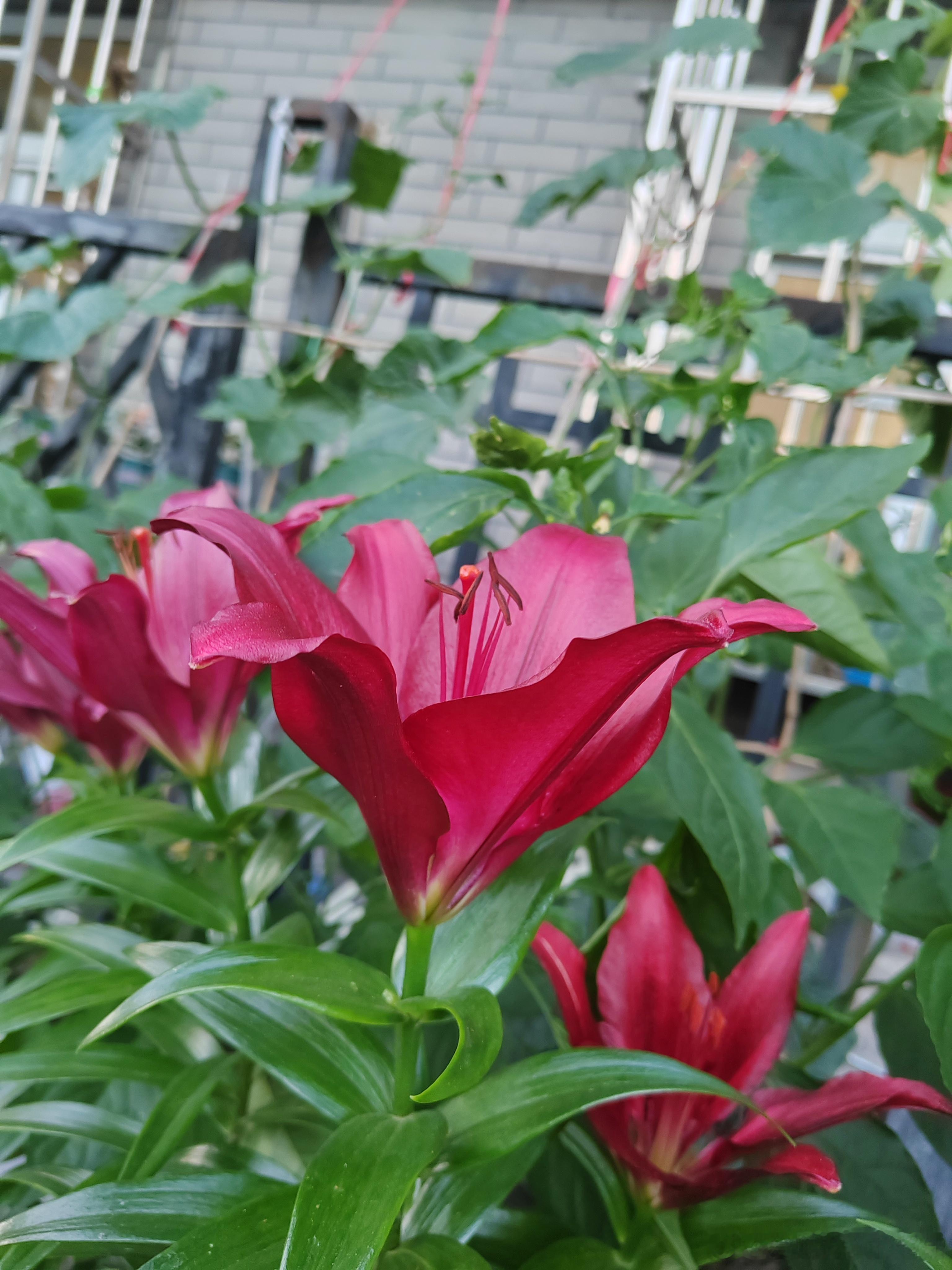 院里的花草慢慢盛开，生机盎然的样子，看着心情就变好了。 