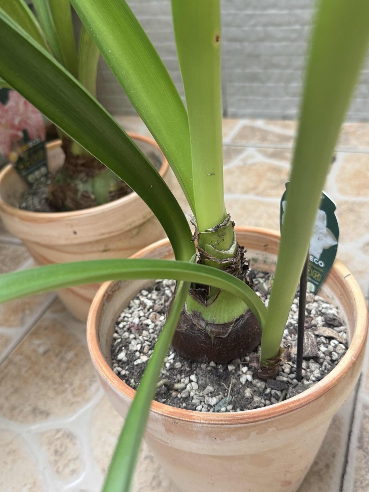 十月里气温还维持在18到25度，正是给朱顶红换盆的好时候。
去年养的阿弗雷、玫瑰